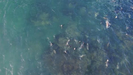 Raft-of-Sea-lions-playfully-swimming-in-shallow-waters-,-Cinematic-dolly-in-drone-shot-at-Bahia-bustamante