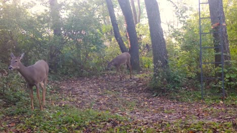 Two-White-tail-deer-doe-slowly-walk-on-a-groomed-trail-through-the-woods