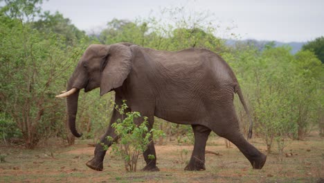 Elefant-Läuft-In-Zeitlupe-Im-Gonarezhou-Nationalpark-Simbabwe-02