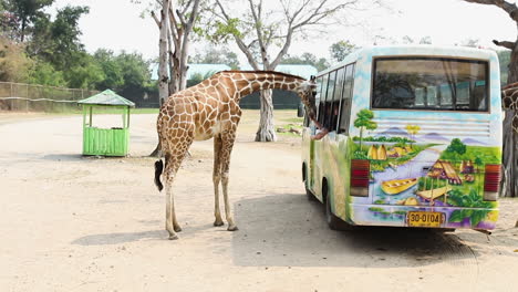 Giraffes-Taking-Food-From-Tourists-in-Bus-in-Safari-Zoo-in-Erawan-National-Park,-Thailand