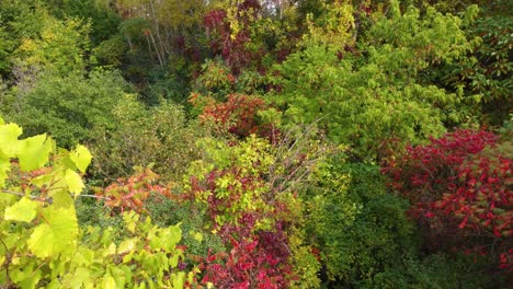 Tiefer-Ahorn--Und-Fichtenwald-Im-Herbst-Mehrfarbig-Im-Ländlichen-Montreal,-Kanada