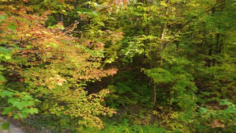 Schmale-Straße-Durch-Den-Wald-Während-Der-Herbstsaison-In-Montreal,-Quebec,-Kanada