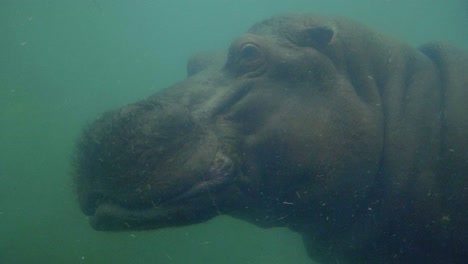Nilpferd-Schwimmt-Unter-Wasser-Und-Schaut-Durch-Das-Sicherheitsglas-Des-Tierparks