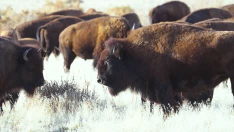 Herd-of-buffalo-or-American-bison-basking-in-the-sun---close-up
