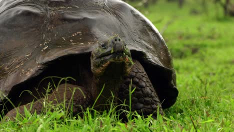 Una-Tortuga-Gigante-Salvaje-Del-Oeste-De-Santa-Cruz-En-Las-Islas-Galápagos.
