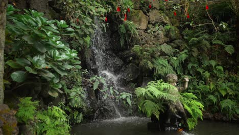 Footage-filmed-in-Madeira-Portugal-at-Monte-Palace-tropical-garden