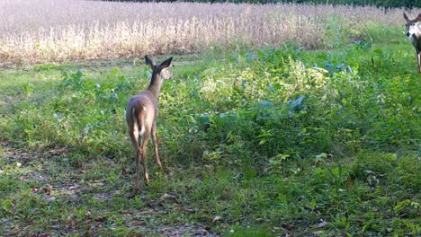 White-tail-deer-doe-and-yearling-cautiously-graze-deer-food-plot-near-a-soybean-field-in-the-upper-Midwest