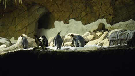 Colonia-De-Pingüinos-Rey-En-Una-Cueva-Interior-Haciéndose-Sonidos-Unos-A-Otros