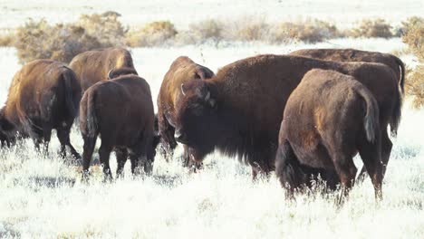 Buffalo-or-American-bison-grazing-in-dry-prairie-grass