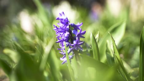 A-close-up-of-a-beautifully-purple-blooming-flower-in-a-flowerbed-on-a-warm,-bright-spring-day