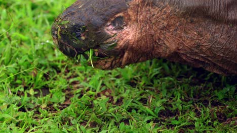 Eine-Nahaufnahme-Einer-Wildwest-Santa-Cruz-Riesenschildkröte,-Die-Gras-Auf-Den-Galápagos-Inseln-Frisst