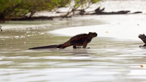 A-wild-marine-iguana-walks-out-of-the-sea-along-a-beach-on-Santa-Cruz-Island-in-the-Galápagos-Islands