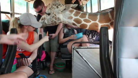 Kopf-Einer-Giraffe-Im-Touristenbus