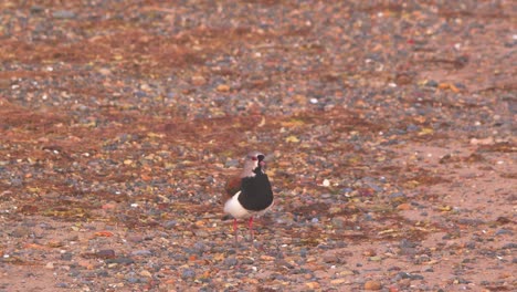 Colorful-Southern-Lapwing-comes-flying-in-and-lands-on-the-sandy-beach-wagging-tail-at-bahia-bustamante