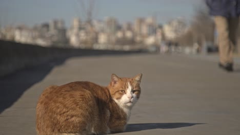 yellow-orange-cat-looking-around-and-playing-slow-motion-4k-UHD
