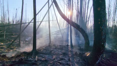 Bosque-Que-Ha-Sido-Afectado-Por-Un-Incendio-Reciente
