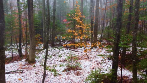 Deep-snow-spruce-forest-tree-walking-near-Mount-Washington,-New-Hampshire,-USA