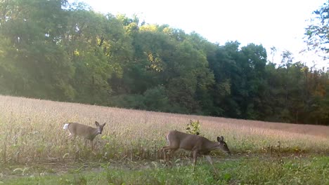 White-tail-deer---One-doe-and-two-fawns-walk-out-of-soybean-field-in-upper-Midwest-in-early-autumn