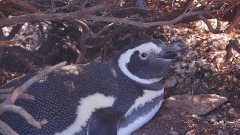 Ruhender-Pinguin,-Der-In-Die-Kamera-Schaut,-Während-Er-In-Der-Nähe-Des-Eingangs-Seines-Nistplatzes-In-Bahia-Bustamante-Ruht