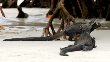 A-wild-marine-iguana-walks-along-a-beach-on-Santa-Cruz-Islands-in-the-Galápagos-Islands