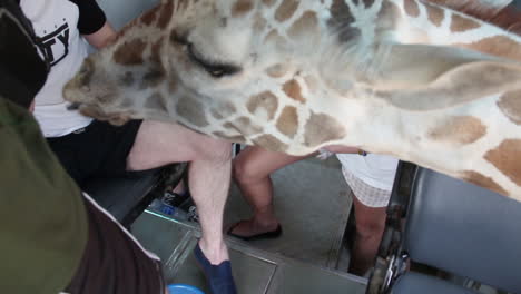 Close-Up-of-Head-of-Giraffe-in-Tourist-Bus-Looking-For-Food