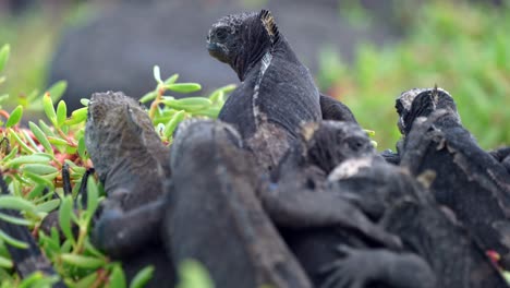 A-group-of-black-marine-iguanas-sit-on-top-of-each-other-on-Santa-Cruz-Island-in-the-Galápagos-Islands