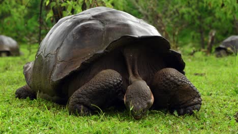 A-giant-tortoise-eats-grass-on-Santa-Cruz-Island-in-the-Galápagos-Islands