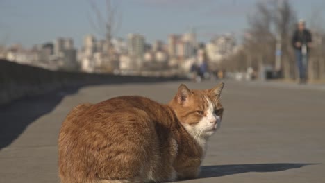 street-cat,-lying-down,-licking,-cleaning,-4k-UHD-slowmo