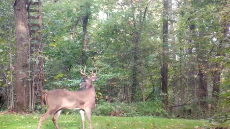 white-tail-deer---8-point-buck-alert-and-cautiously-walks-through-a-clearing-in-the-woods-in-the-upper-Midwest-in-early-autumn