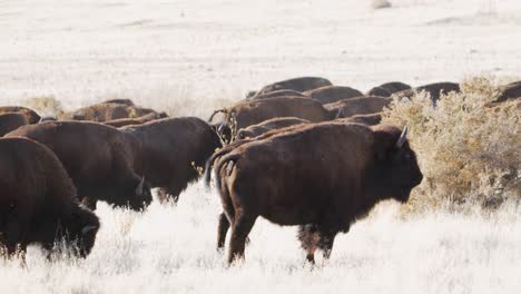 Buffalo-or-American-bison-migrating-across-the-grassland-prairie