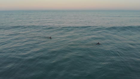 Surfers-warming-up-by-swimming-on-the-mild-ocean-waters-of-beach-Santinho-at-calm-golden-hour