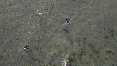 Top-Down-Drone-view-of-a-Penguin-School-playing-swimming-together-in-shallow-waters-bahia-bustamante