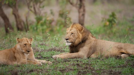 Lion-ad-Lioness-resting-in-Zimbabwe-savanna-01