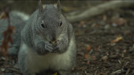 Gray-squirrel-eating-a-nut