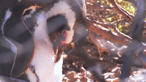 Preening-Magellanic-Penguin-under-shade-of-a-woody-bush-sun-peeping-though-at-beach-of-bahia-bustamante