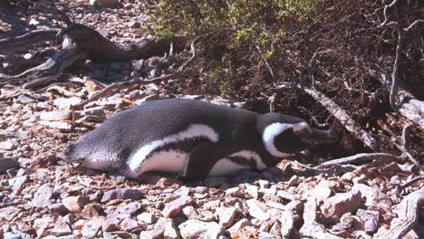 Pingüino-De-Magallanes-Tratando-De-Dormir-En-Una-Mañana-Soleada,-Cerrando-Los-Ojos-En-Bahía-Bustamante