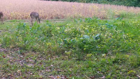 White-tail-deer---two-young-doe-and-one-buck-cautiously-graze-deer-food-plot-near-a-soybean-field-in-the-upper-Midwest
