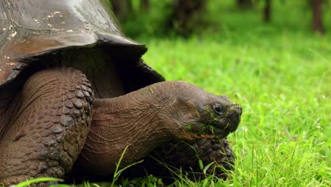 Eine-Nahaufnahme-Einer-Wildwest-Santa-Cruz-Riesenschildkröte-Auf-Den-Galápagos-Inseln