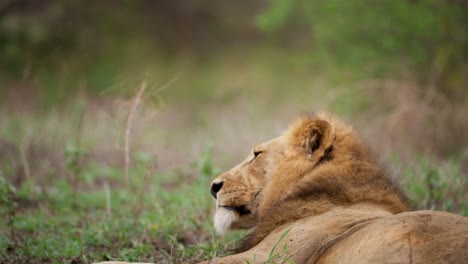 Lion-lying-down-in-slow-motion-closeup