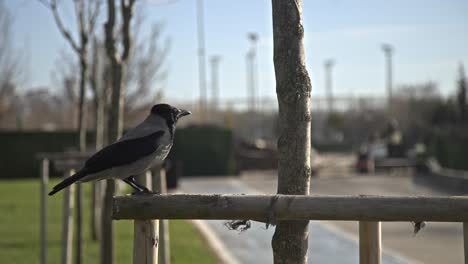 crow-looking-for-food,-resting,-slowmo-4k-uhd