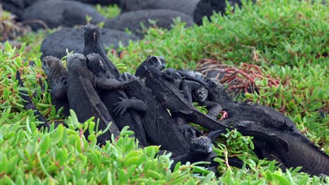 A-group-of-wild-marine-iguanas-sit-hugging-each-other-in-a-pile-on-Santa-Cruz-Island-in-the-Galápagos-Islands