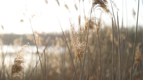 A-calming,-aesthetic-close-up-of-reeds-blowing-in-the-light-wind-on-a-sunny-spring-day-during-a-sunset-at-the-lake