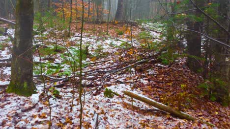 Inside-Snow-Forest-With-Autumn-Trees-In-Mount-Washington-State-Park-In-New-Hampshire,-USA
