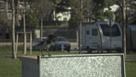 crow-looking-for-food,-resting,-slowmo-4k-uhd