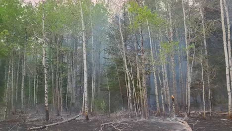 POV-Trees-in-Alberta-Canada,-Forest-after-Wildfire,-Environmental-catastrophe
