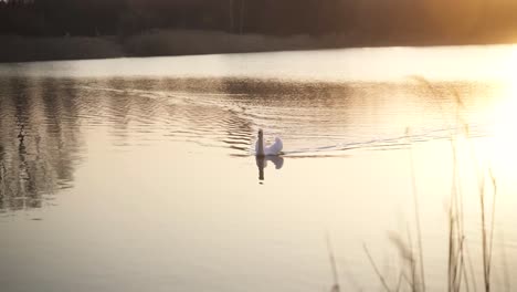 A-white,-colourful,-fantastically-beautiful-swan-swims-aesthetically-and-slowly-across-the-lake-during-sunset