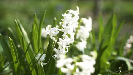 A-close-up-of-a-beautifully-white-blooming-flower-in-a-flowerbed-on-a-warm,-bright-spring-day