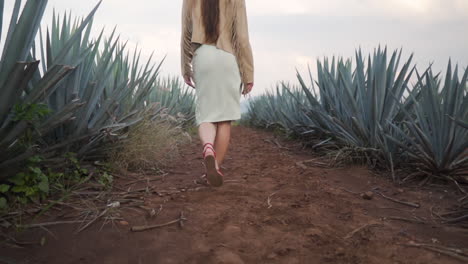 Backview-of-attractive-woman-with-arms-raised-walking-through-Agave-fields-in-Mexico---Crane-up-wide-shot