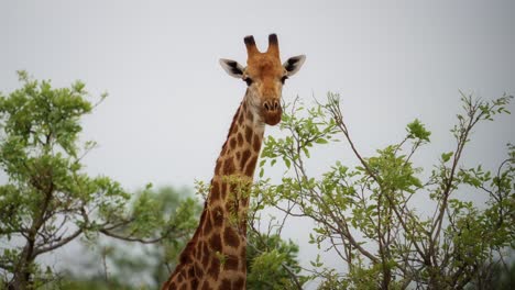 Nahaufnahme-Einer-Giraffe-Um-Einige-Grüne-Bäume,-Die-In-Die-Kamera-Simbabwe-Blickt