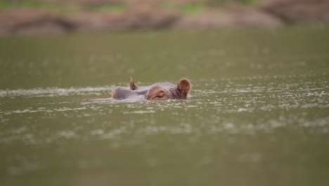 Cabeza-De-Hipopótamo-Que-Sobresale-Ligeramente-Del-Agua-Zimbabwe